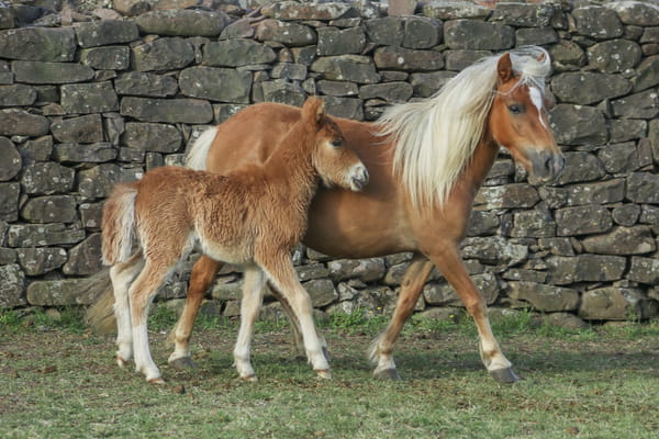 Lote Pony hembra con cria.