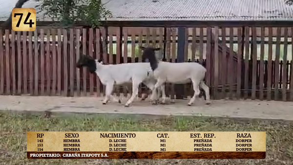 Lote LOTE 74