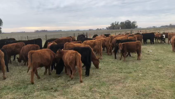 Lote Terneros/as en Bolívar, Buenos Aires