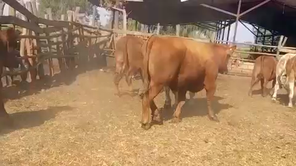 Lote 45 Novillo Gordo en Linares, VII  Región Maule