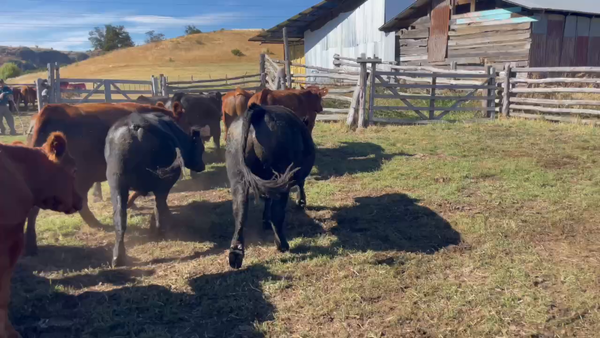 Lote 40 Novillo Engorda en Coyhaique, XI Región Aysén