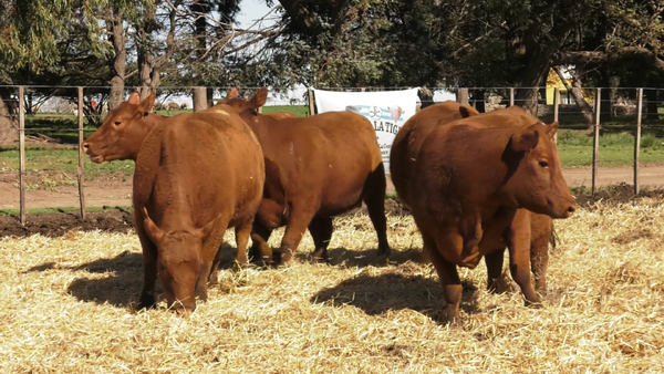 Lote VACAS GENERALES CON CRIA