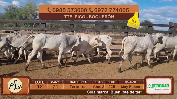 Lote Terneros Cbo 3