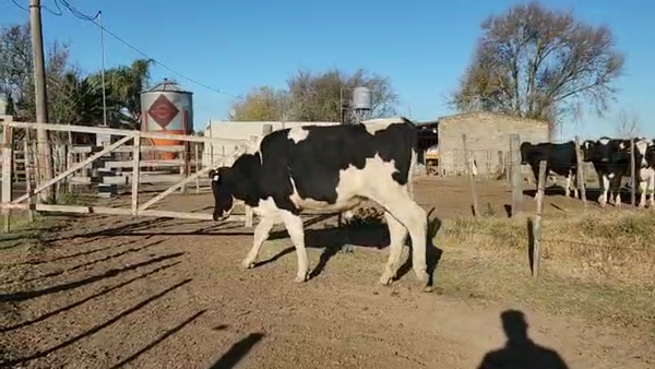 Lote Est. Don Osvaldo - Toro