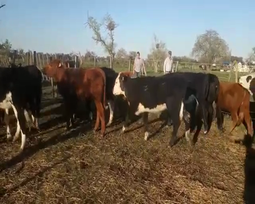 Lote 13 Vaquillonas  CRUZAS 200kg - , San José