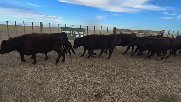 Lote 160 Novillitos en Espartillar