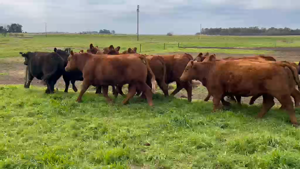 Lote 30 Vaquillonas