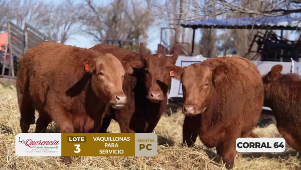 Lote VAQUILLONAS PC PARA SERVICIO