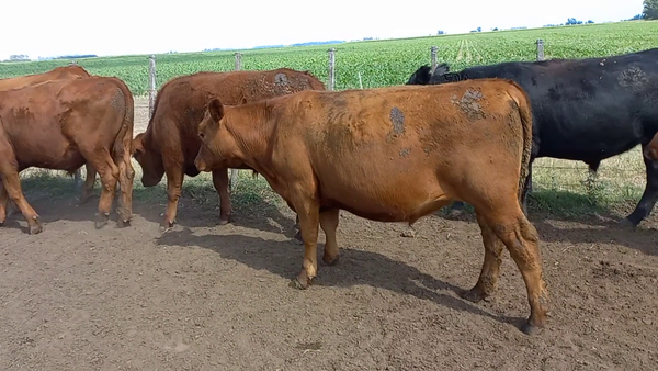 Lote 21 Novillitos en Daireaux, Buenos Aires