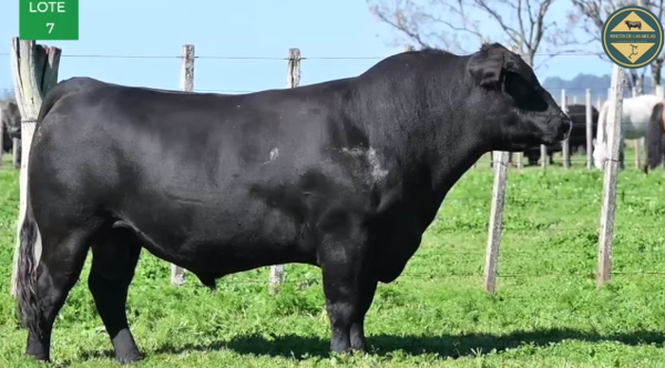 Lote TOROS RP 2446 2516 2545