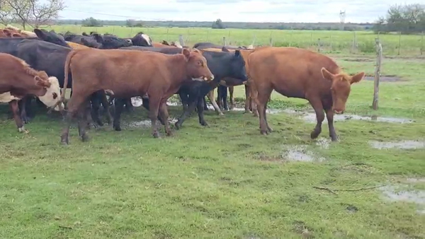 Lote 34 Vaquillonas en Villaguay, Entre Ríos