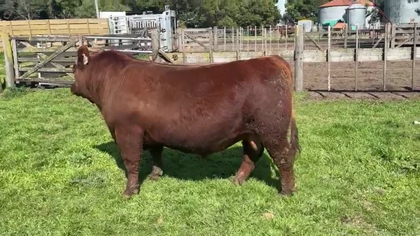 Lote TOROS PUROS DE PEDIGREE