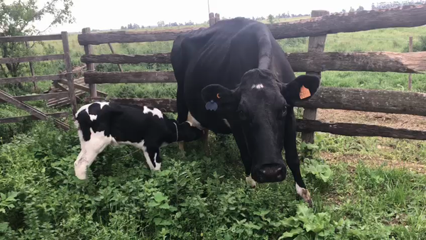 Lote 2 Piezas de cría Holando 480kg -  en Ruta 1 Km 85