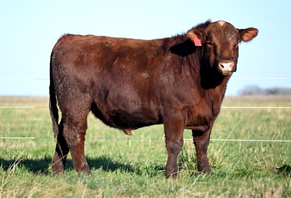 Lote TOROS PUROS CONTROLADOS