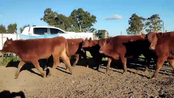 Lote 60 Terneras en Olavarría