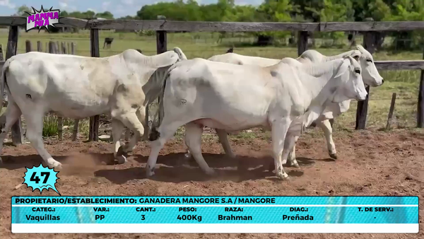 Lote LOTE 47- EN VIVO