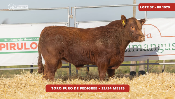 Lote TOROS PUROS DE PEDIGREE - 22/24 meses