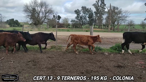 Lote 9 Terneros en Paso Antolín, Colonia