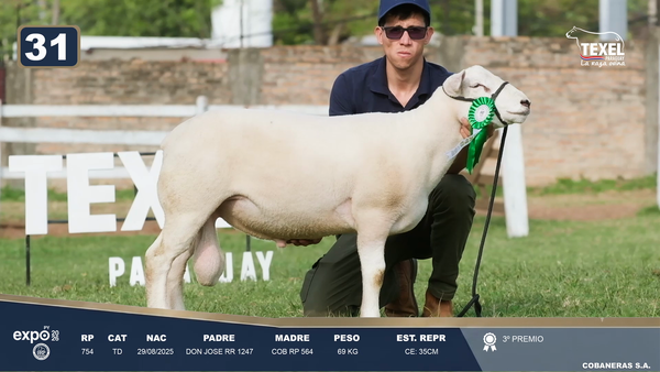 Lote LOTE 31