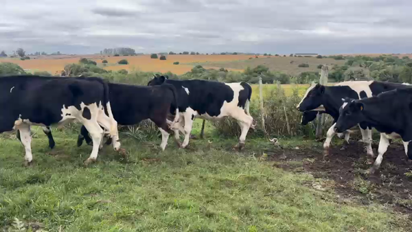 Lote NOVILLOS 1 a 2 AÑOS