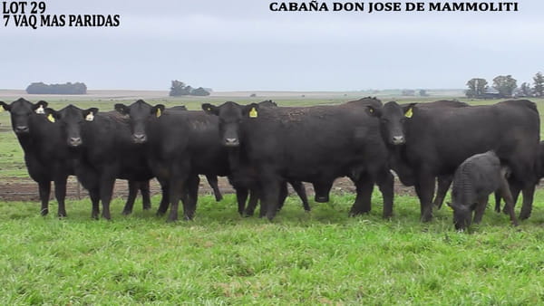 Lote VAQUILLONAS CON CRIA