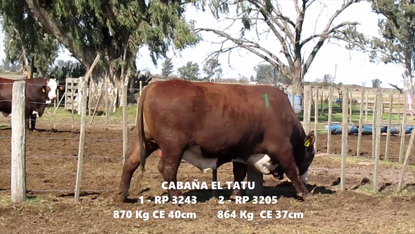 Lote TOROS BRAFORD CABAÑA EL TATU