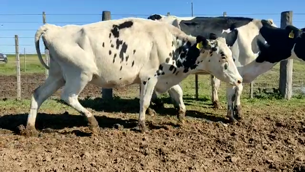 Lote Vacas Secas - La Artesina