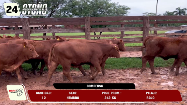 Lote LOTE 24
