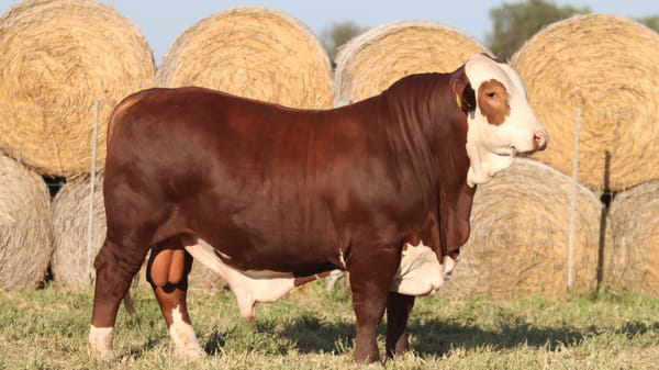 Lote LOTE 28
