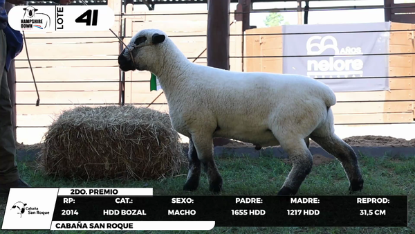 Lote LOTE 41- BOZAL