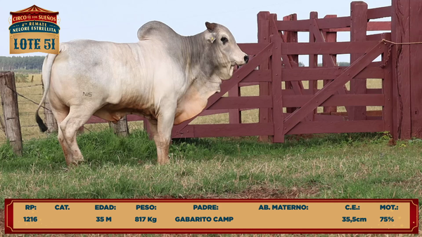 Lote LOTE 51