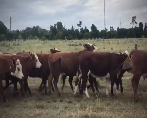 Lote 44 Vaquillonas  en Brandsen, Buenos Aires