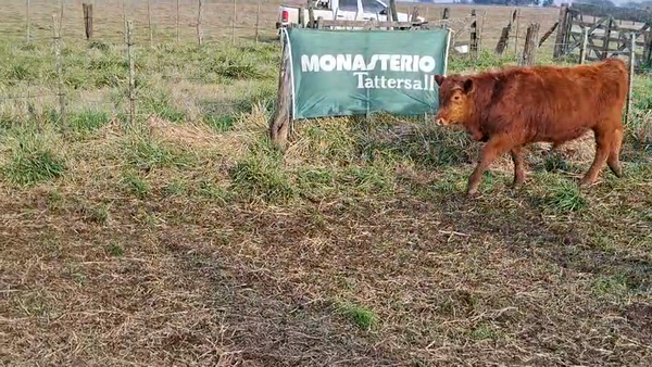 Lote 64 Terneros/as en Gral. Belgrano