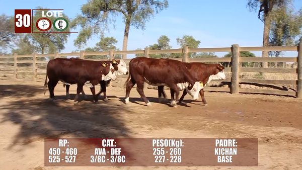 Lote Lote 30
