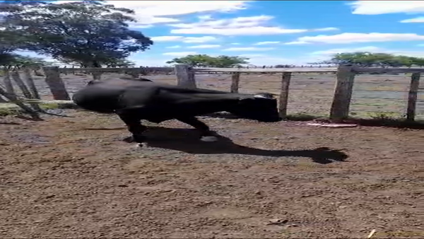 Lote Toros PI / PO / PC, San José