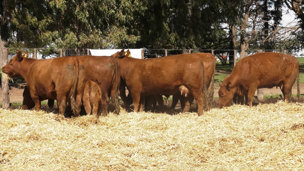 Lote VACAS PC DE 2 PARICION CON CRIA AL PIE