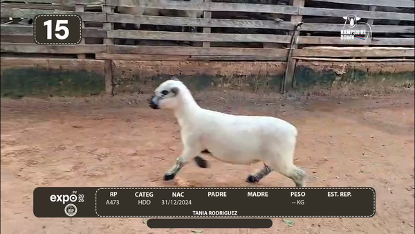 Lote LOTE 15 - CAMPO