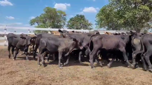 Lote 130 Terneros en Chaco, Makallé
