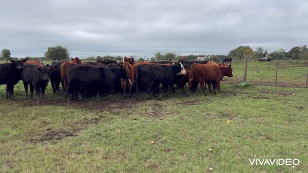Lote 41 Terneros/as