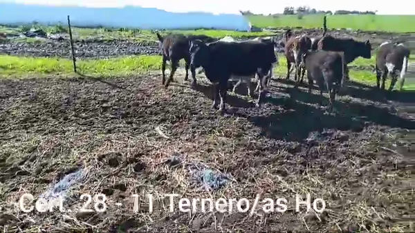 Lote TERNEROS/AS