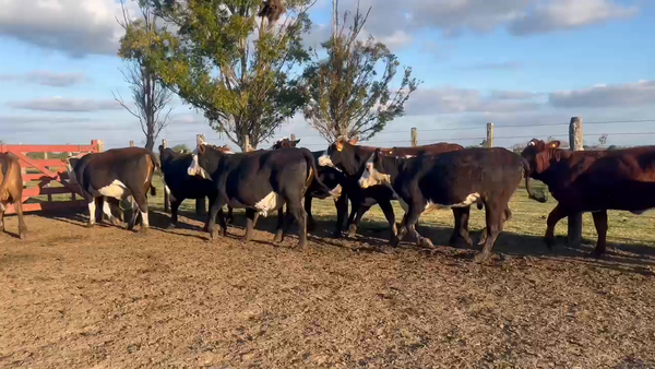 Lote 23 Vaquillonas preñadas en Corrientes, Curuzú-Cuatiá