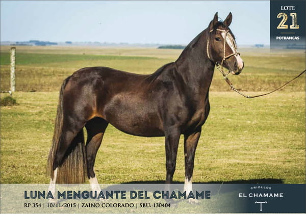 Lote LUNA MENGUANTE DEL CHAMAME