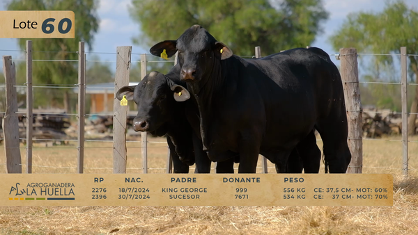 Lote LOTE 60