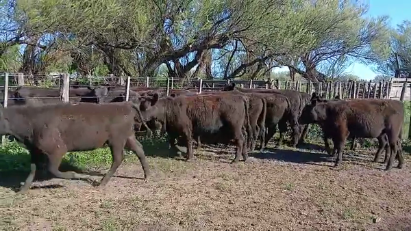 Lote 18 Terneras en Gral. Lamadrid