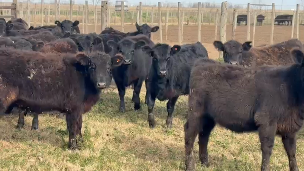 Lote 120 Terneras América