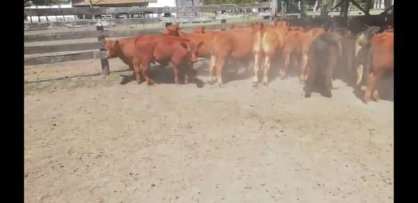 Lote 50 Terneros en Entre Ríos, Villaguay