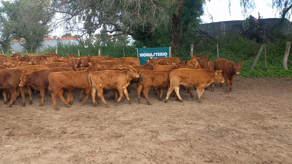 Lote 70 Terneros en Daireaux