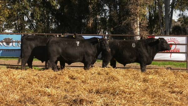 Lote TOROS ANGUS NEGROS PC