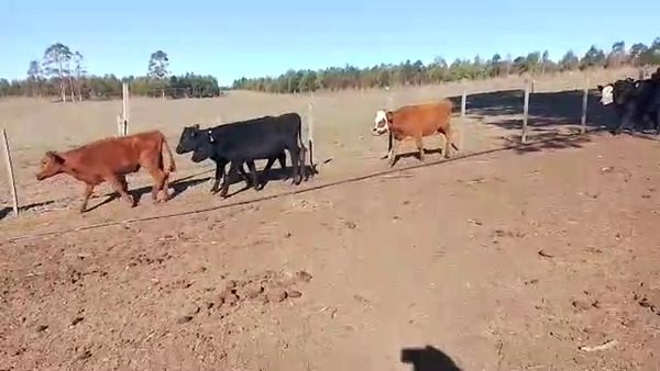 Lote Vaquillonas AA 27