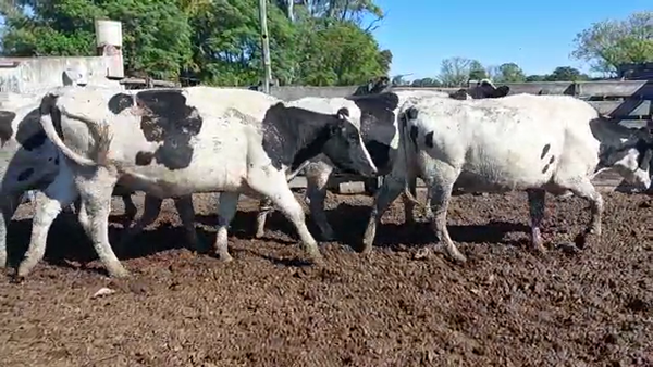 Lote Vaquillonas Preñadas - Cristian Perren